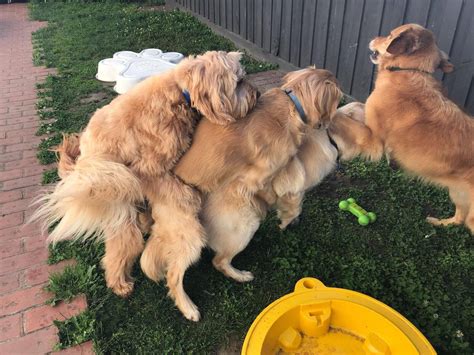 dog humping girl|Female dog keeps humping NEXT to my other female dog :。